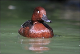<p>POLÁK MALÝ (Aythya nyroca) ZOO Ústí nad Labem</p>
